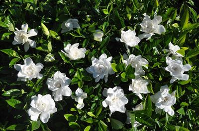Gardenia jasminoides